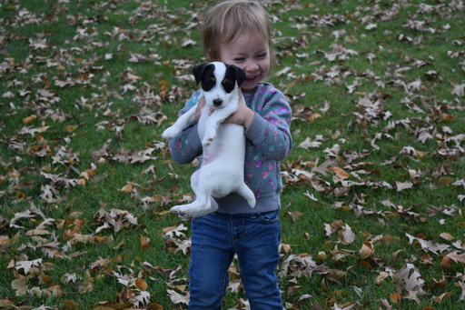Medium Photo #3 Jack Russell Terrier Puppy For Sale in AMMON, ID, USA