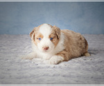 Puppy 2 Miniature Australian Shepherd