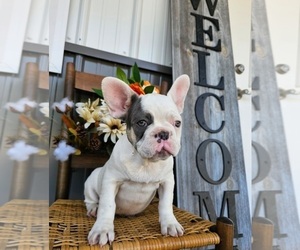 French Bulldog Puppy for sale in INDIANAPOLIS, IN, USA