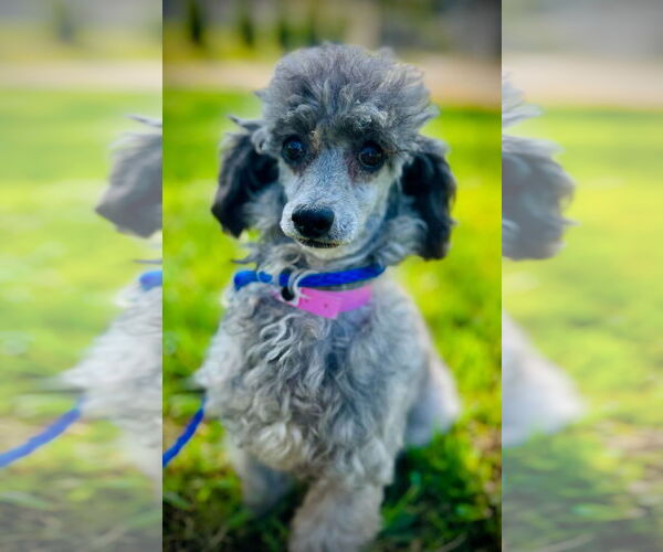 Medium Photo #4 Poodle (Toy) Puppy For Sale in Pacolet, SC, USA