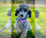 Small #3 Poodle (Toy)