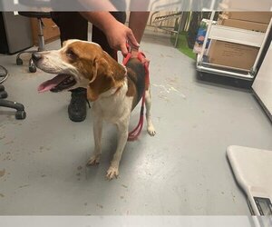 Beagle Dogs for adoption in Ocala, FL, USA