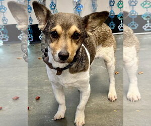 Rat Terrier Dogs for adoption in Atlanta, GA, USA
