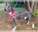 Small #3 American Pit Bull Terrier-American Staffordshire Terrier Mix