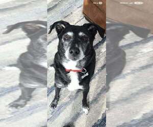 Labrador Retriever Mix Dog for Adoption in Springdale, Pennsylvania USA