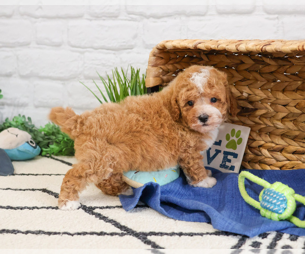 Medium Photo #4 Cavapoo (Miniature) Puppy For Sale in SYRACUSE, IN, USA