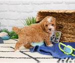 Small #3 Cavapoo (Miniature)