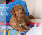 Small Photo #9 Goldendoodle Puppy For Sale in MILWAUKEE, WI, USA