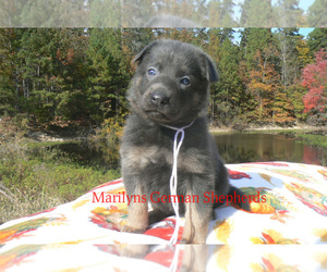 German Shepherd Dog Puppy for Sale in PIEDMONT, Missouri USA