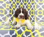 Small Photo #6 English Springer Spaniel Puppy For Sale in LANCASTER, PA, USA