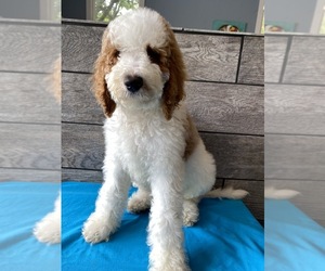 Poodle (Standard) Puppy for sale in RICHMOND, IL, USA