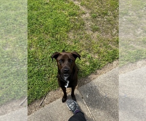 Labrador Retriever-Unknown Mix Puppy for sale in TYLER, TX, USA