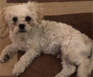 Maltipoo Puppy for sale in ELOY, AZ, USA
