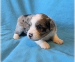 Small #4 Aussiedoodle