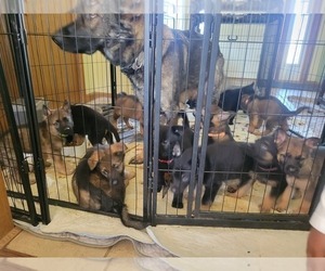German Shepherd Dog Litter for sale in SAINT CROIX FALLS, WI, USA