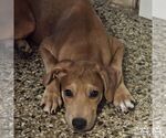 Small #2 Labrador Retriever Mix