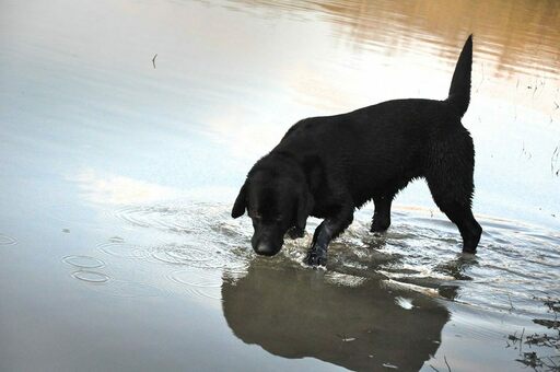 Medium Photo #2 Belgian Malinois-Labrador Retriever Mix Puppy For Sale in WEST PLAINS, MO, USA