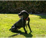 Small #3 Labrador Retriever Mix