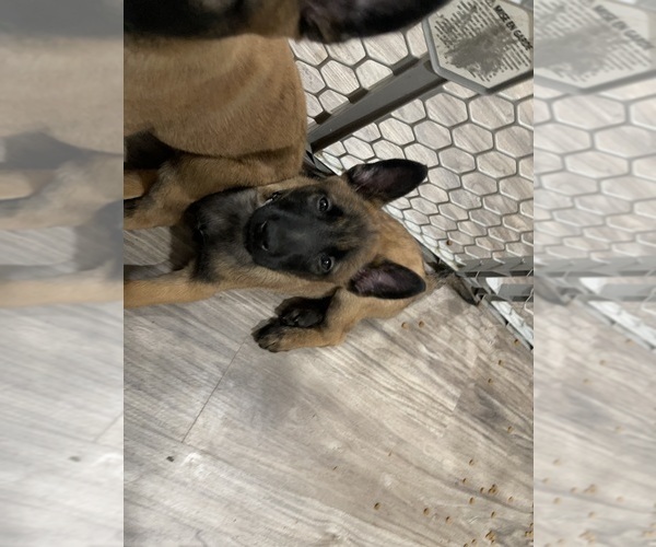 Medium Photo #184 Belgian Malinois Puppy For Sale in REESEVILLE, WI, USA