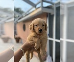 Small #1 Golden Retriever