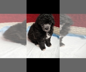 Poodle (Toy) Puppy for sale in CLEVELAND, GA, USA