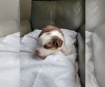Small #4 Miniature American Shepherd
