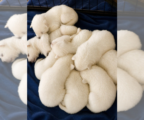 Medium Photo #2 German Shepherd Dog Puppy For Sale in SAINT CLOUD, FL, USA