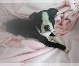 Medium Boston Terrier