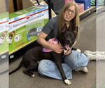 Small #7 American Pit Bull Terrier Mix