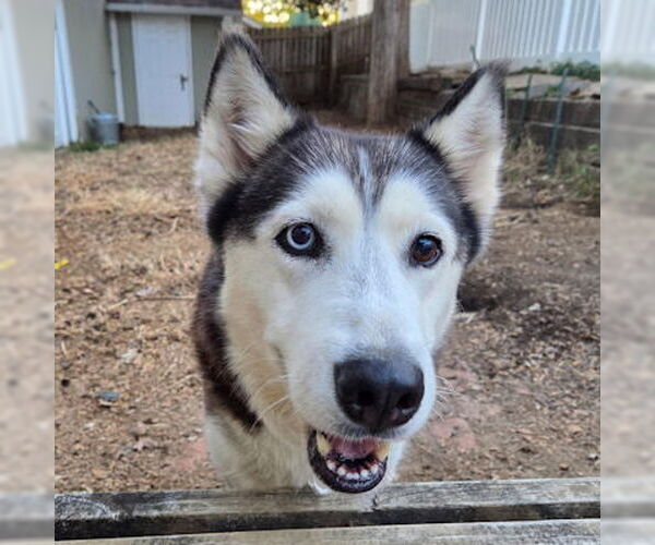 Medium Photo #1 Siberian Husky Puppy For Sale in Omaha, NE, USA