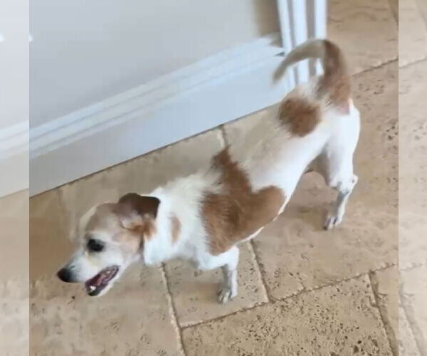 Medium Photo #3 Dachshund-Unknown Mix Puppy For Sale in Weston, FL, USA