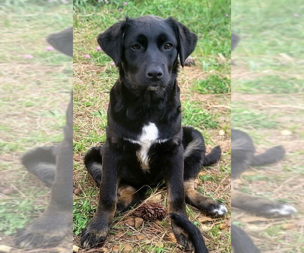Medium Photo #9 Mutt Puppy For Sale in Crystal, MN, USA