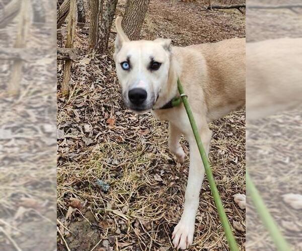 Medium Photo #2 Siberian Husky-Unknown Mix Puppy For Sale in Peoria, IL, USA