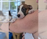 Small #5 Great Dane Mix