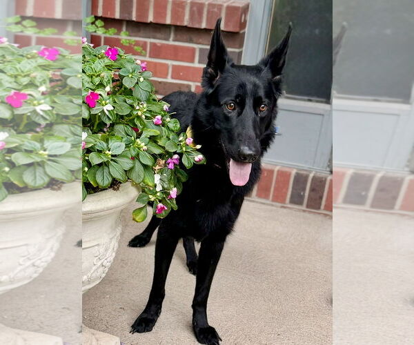 Medium Photo #2 German Shepherd Dog Puppy For Sale in Omaha, NE, USA