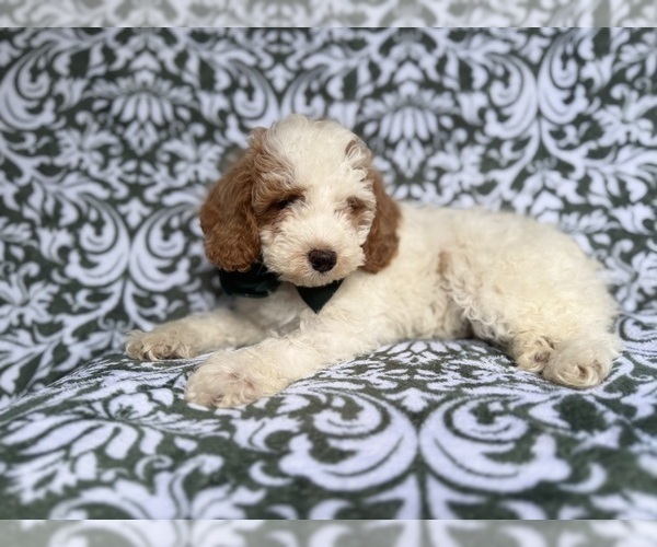 Medium Photo #8 Cockapoo (Miniature) Puppy For Sale in LAKELAND, FL, USA