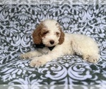 Small #7 Cockapoo (Miniature)
