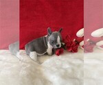 Small #1 French Bulldog