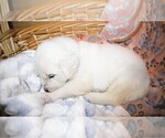 Puppy Mustang English Cream Golden Retriever