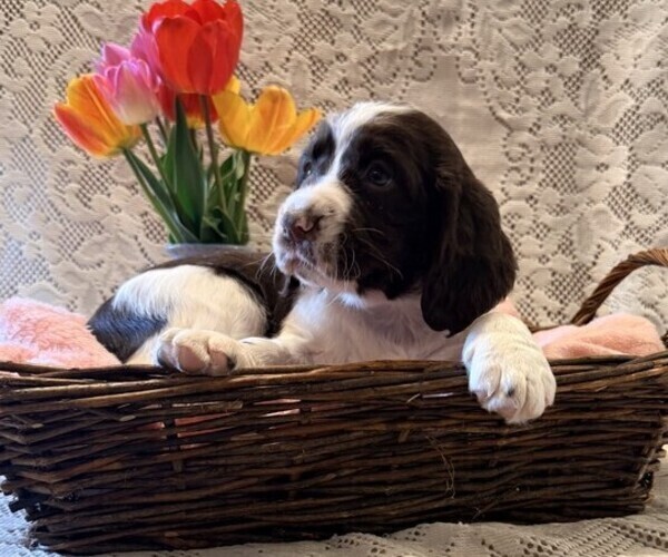 Medium Photo #1 English Springer Spaniel Puppy For Sale in OWEN, WI, USA