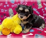 Small #5 Havanese