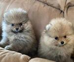 Small Photo #8 Pomeranian Puppy For Sale in WEST CHICAGO, IL, USA