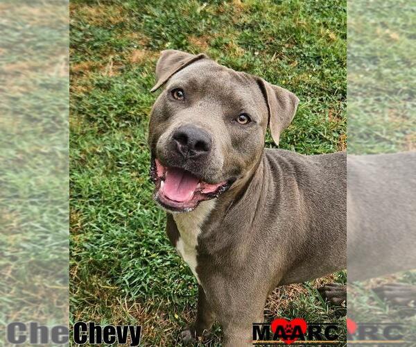 Medium Photo #3 American Pit Bull Terrier Puppy For Sale in Maryville, TN, USA