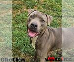 Small #2 American Pit Bull Terrier