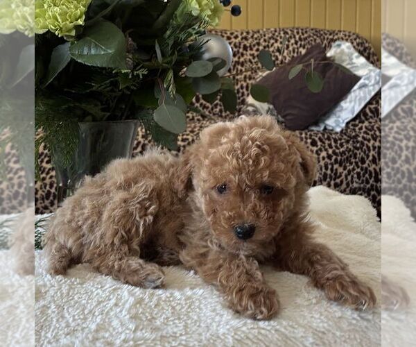 Medium Photo #2 Poodle (Toy) Puppy For Sale in PARADISE, PA, USA
