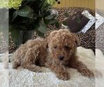 Small #1 Poodle (Toy)