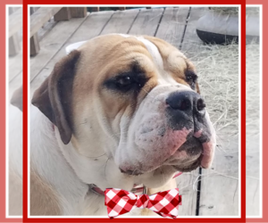 Bulldog Dogs for adoption in Mt. Laurel, NJ, USA