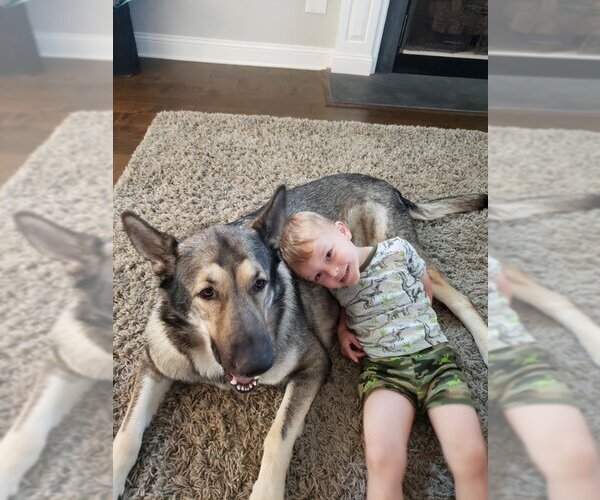 Medium Photo #2 German Shepherd Dog Puppy For Sale in Winston Salem, NC, USA