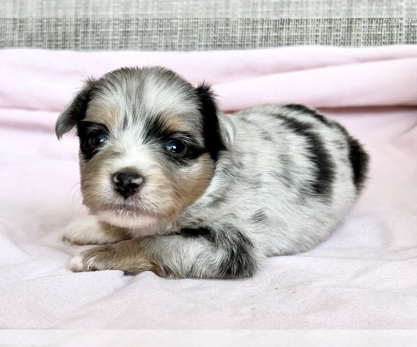 Medium Photo #1 Miniature Australian Shepherd Puppy For Sale in BEATTY, OR, USA