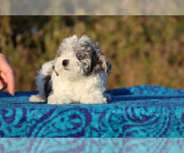 Medium Photo #13 Goldendoodle (Miniature) Puppy For Sale in DYERSBURG, TN, USA